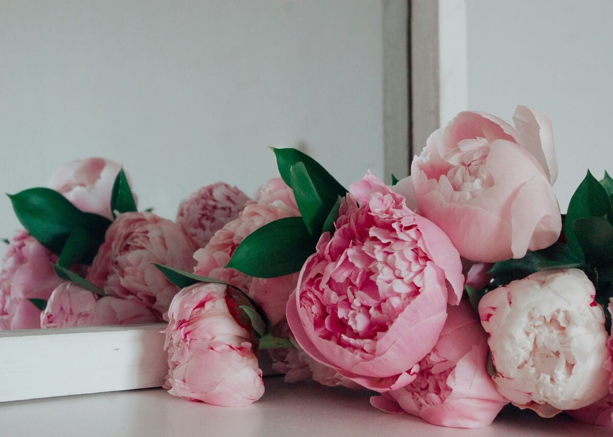 Peony Flower